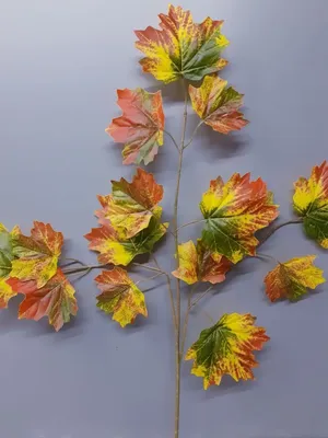 листья осени осеннее дерево фото фотография осенние листья, падение, время  года, листья фон картинки и Фото для бесплатной загрузки