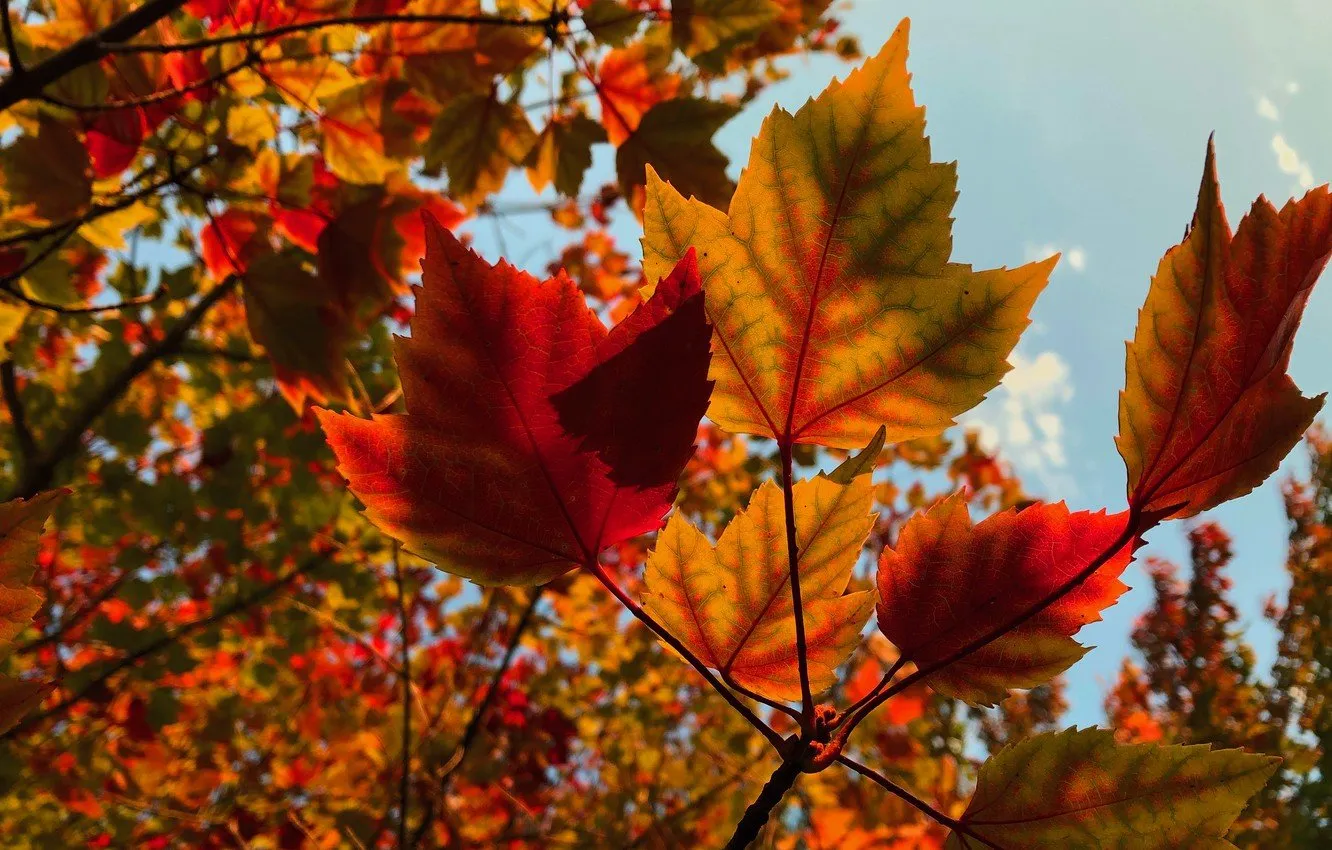 Лист осени фото. Осенние листья. Красивые листья. Красивые листочки. Осенние листья фото.