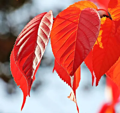 Осень листья - фото и картинки: 58 штук