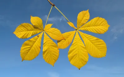 Почему одни листья осенью желтеют, а другие - краснеют? | PetZona - канал о  животных | Дзен