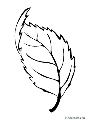 Canada Maple Leaf png download - 1504*1131 - Free Transparent Maple Leaf  png Download. - CleanPNG / KissPNG