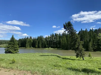Изображение лиственницы амурской на фоне горного озера