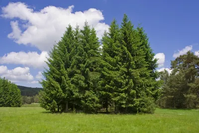 Лиственница камчатская: фото среди других деревьев в лесу