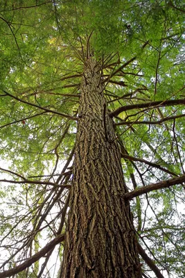 Лиственница камчатская на изображении: прекрасный осенний лес