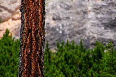Лиственница камчатская: фото среди густого леса
