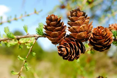 Лиственница европейская, Larix decidua (ID#1354169607), цена: 126 ₴, купить  на Prom.ua