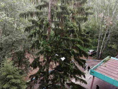Изображение лиственницы Комарова среди других деревьев в лесу