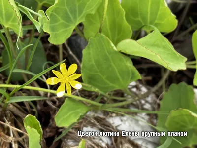 Основные правила выращивания и ухода за лютиками