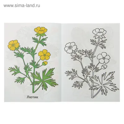 Лютик ползучий. - Ranunculus repens L. - сорняк: распространение,  хозяйственное значение, методы борьбы