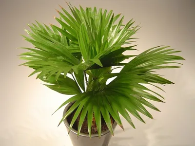Фото красивого растения Ливистона в интерьере