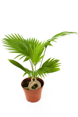 Картинка Ливистона: как украсить офис с помощью этого растения