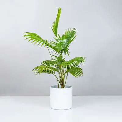 Фото Ливистона – растение, которое будет радовать вас каждый день