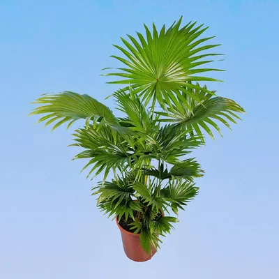 Картинка Ливистона – растение, которое будет дарить вам радость каждый день