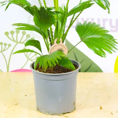 Фотография Ливистона – растение, которое создаст атмосферу уюта