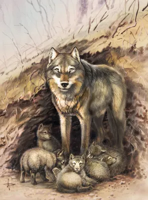 Волк - картинки для детей | Картинки Detki.today
