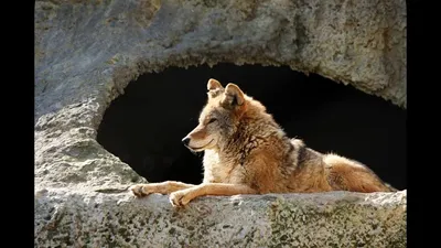 Стих о волке | Пикабу