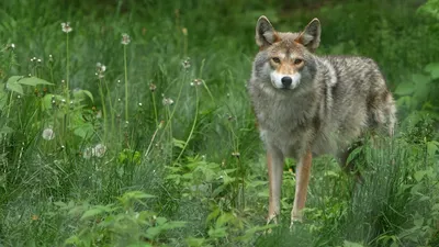 Волчица с волчатами картинки - 83 фото