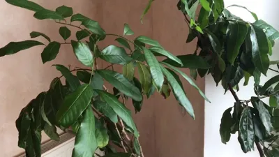 Выращивание фрукта лонган в домашних условиях из косточки, уход