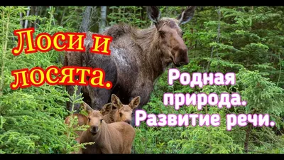 Раскраска раскраска животные. раскраска для детей большой лось, лесные  животные