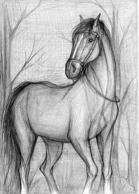 Как нарисовать лошадь карандашом поэтапно для начинающих |  Pferdezeichnungen, Wie man pferde zeichnet, Pferdegemälde