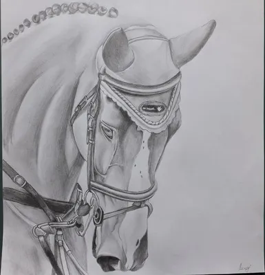 Рисуем лошадь карандашом. Простой пошаговый урок рисования в картинках. |  Рисуем вместе | Дзен