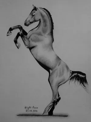 набросок лошади на белом фоне. векторный электронный рисунок, стилизованный  как карандаш или перо. Иллюстрация вектора - иллюстрации насчитывающей  быстро, конноспортивно: 225980654