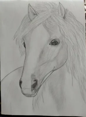 Лошадь. | Лошади, Художественные зарисовки, Рисунок