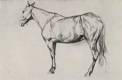 Лошадь карандашом / Килиан Монд