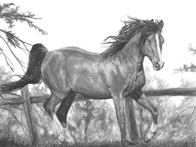 аравийский карандаш лошади иллюстрация штока. иллюстрации насчитывающей  текстура - 688688