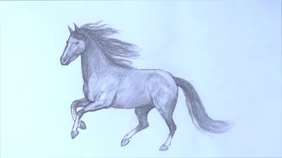 Картинки лошади карандашом - 82 фото