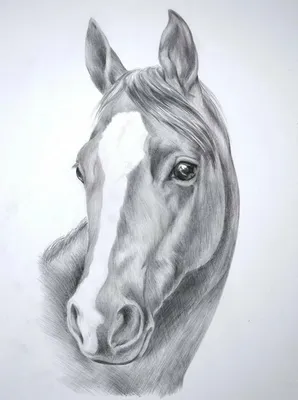 Как рисовать лошадь. Инструкция по рисованию карандашом