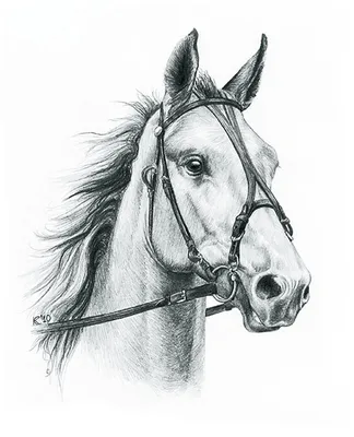 Картина \"Лошадь. Рисунок карандашом\" | Интернет-магазин картин \"АртФактор\"