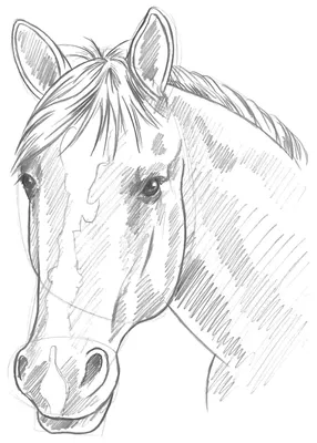 Как нарисовать лошадь карандашом поэтапно для начинающих | Pegasus tattoo,  Horse tattoo design, Pegasus art