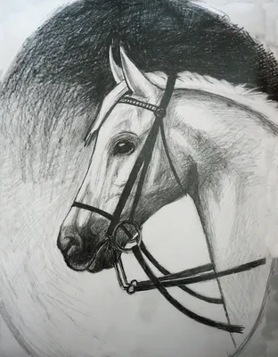 Рисунок для срисовки карандашом коня - 46 фото
