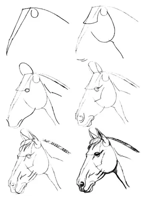 Рисунок Карандашом На Лошади — стоковая векторная графика и другие  изображения на тему Животное - Животное, Картина, Крупный план - iStock