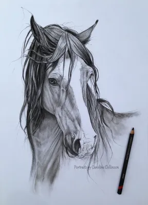 Рисунки лошадей простым карандашом для начинающих (49 фото) » рисунки для  срисовки на Газ-квас.ком