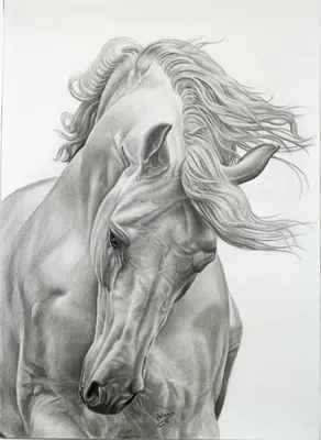 Рисунок карандашом \"Арабская лошадь\" - Фрилансер Яна Хазова yana_werewolf -  Портфолио - Работа #2684218