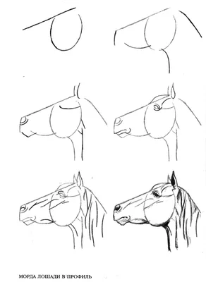 Hand Drawn Лошадь Рисунок Карандашом Из Mare — стоковая векторная графика и  другие изображения на тему Белый - Белый, Бумага, Векторная графика - iStock