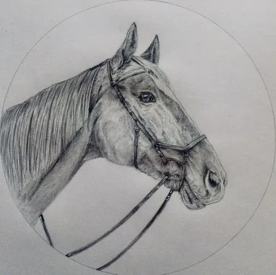 картина слендерхорса лошадь карандаш карандаш и тушь, картинки рисунков  лошадей фон картинки и Фото для бесплатной загрузки