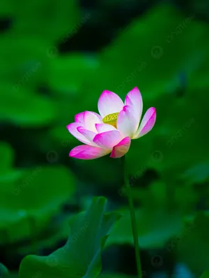 Лотос розовый Nelumbo pink купить, лотос водный - ризома!