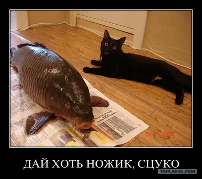 Ловись, рыбка, большая и маленькая… | ДОСААФ России | Официальный сайт