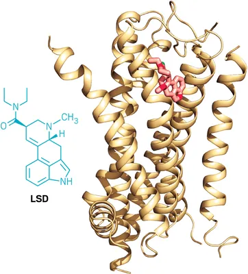 LSD | DanceSafe