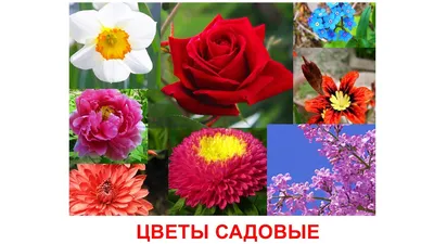 Мастер-класс для детей по рисованию «Букет из летних полевых цветов» в  технике «пальцевая живопись» (20 фото). Воспитателям детских садов,  школьным учителям и педагогам - Маам.ру