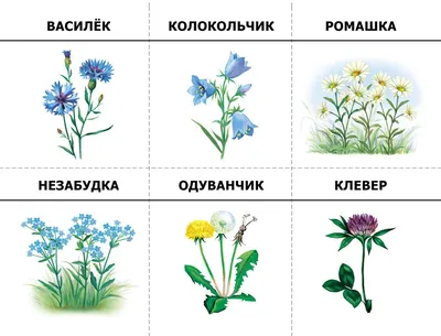 Полевые цветы для детей. Загадки. Разновидности и особенности цветов.  Видеозанятие для детей. - YouTube