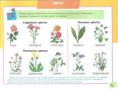 Конспект НОД по аппликации в старшей группе «Луговые цветы. Василёк» (4  фото). Воспитателям детских садов, школьным учителям и педагогам - Маам.ру