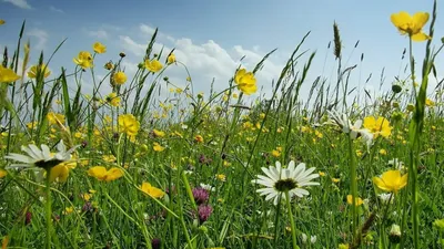 Раскраски для детей. Полевые и луговые цветы