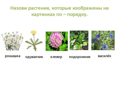 Беседа «Полевые цветы» с детьми старшего дошкольного возраста ко Дню  полевых цветов (17 фото). Воспитателям детских садов, школьным учителям и  педагогам - Маам.ру