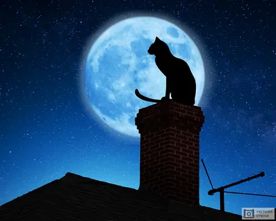 Лунный кот, эстетично, красиво, …» — создано в Шедевруме