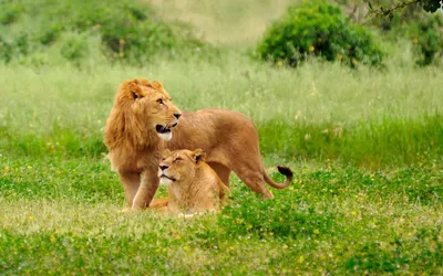 Картинки Юмор лев John Wilhelm, But mom was a Lion I swear! облачно