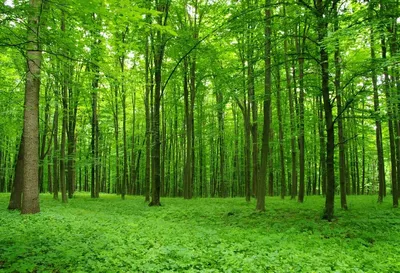 Единственный в России Лиановый лес, Магарамкентский район, республика  Дагестан. | Пикабу